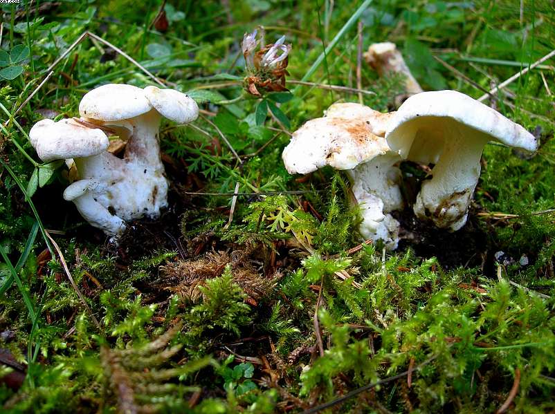 La foresta subalpina di Les breuleux  (CH)